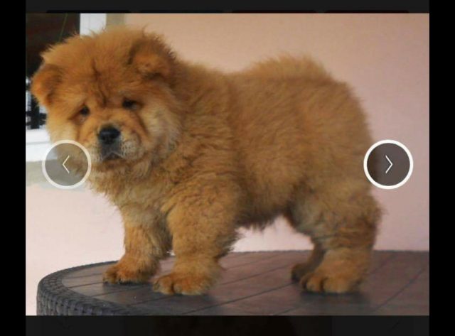 chow-chow, puppy, puppy-love, dogs-of-instagram, dog, dog-lover, chow-puppy, theodore, blogger-dog, male-chow, puppy-times, floof, floofball,