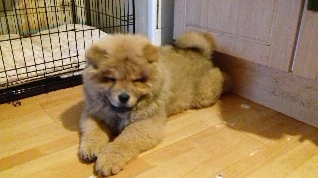 chow-chow, puppy, puppy-love, dogs-of-instagram, dog, dog-lover, chow-puppy, theodore, blogger-dog, male-chow, puppy-times, floof, floofball,