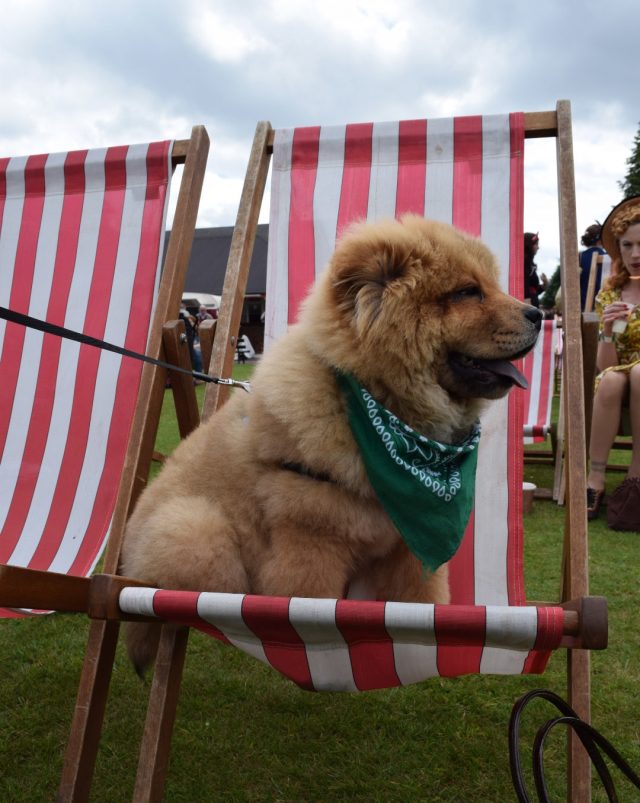 chow chow, leicester vintage carnival, hell bunny dress, plus size blogger, vintage blogger, theodore, vintage style, vintage events, custom cars, classic car show, 