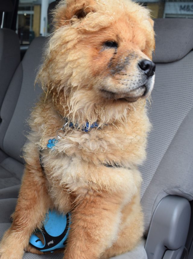 theodore the chow, theodorable, the groom room, theodore baby boy, chow chow, chow chow puppy, pets at home, grooming time, dog owners, dog grooming, grooming salon, 
