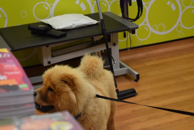 theodore the chow, theodorable, the groom room, theodore baby boy, chow chow, chow chow puppy, pets at home, grooming time, dog owners, dog grooming, grooming salon, 