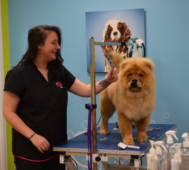 theodore the chow, theodorable, the groom room, theodore baby boy, chow chow, chow chow puppy, pets at home, grooming time, dog owners, dog grooming, grooming salon, 