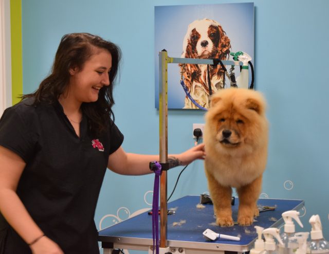 theodore the chow, theodorable, the groom room, theodore baby boy, chow chow, chow chow puppy, pets at home, grooming time, dog owners, dog grooming, grooming salon, 