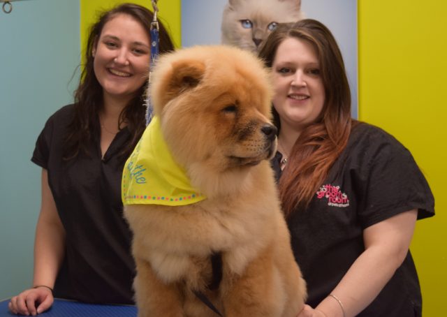 theodore the chow, theodorable, the groom room, theodore baby boy, chow chow, chow chow puppy, pets at home, grooming time, dog owners, dog grooming, grooming salon, 