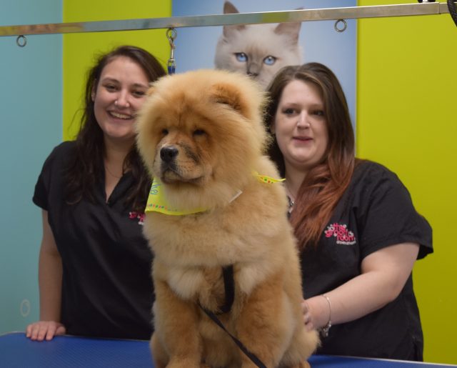 theodore the chow, theodorable, the groom room, theodore baby boy, chow chow, chow chow puppy, pets at home, grooming time, dog owners, dog grooming, grooming salon, 