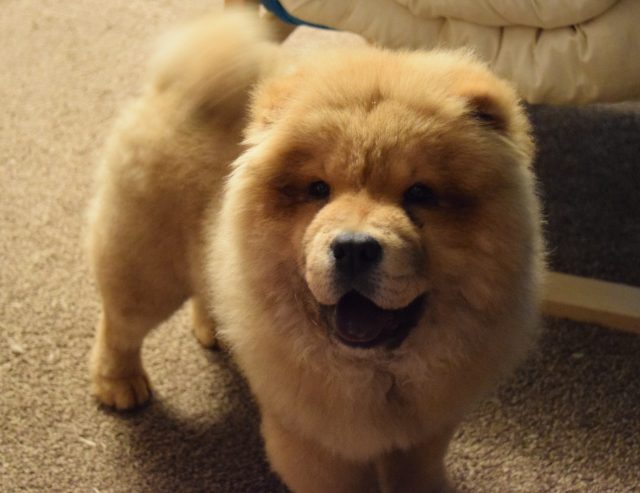 theodore the chow, theodorable, the groom room, theodore baby boy, chow chow, chow chow puppy, pets at home, grooming time, dog owners, dog grooming, grooming salon, 