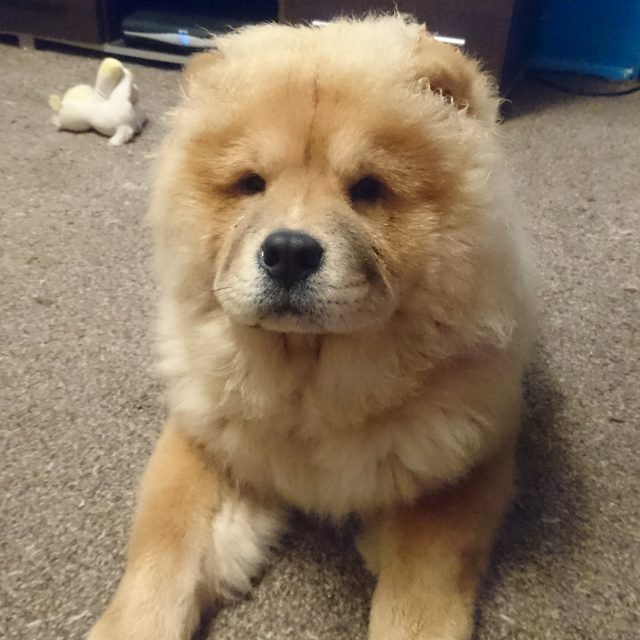 chow chow, chow chow puppy, theodore, theodorable, cinnamon chow chow, puppy, pure pet food, dehydrated food, freeze dried food, rafflecopter, competition time, free competition entry, 