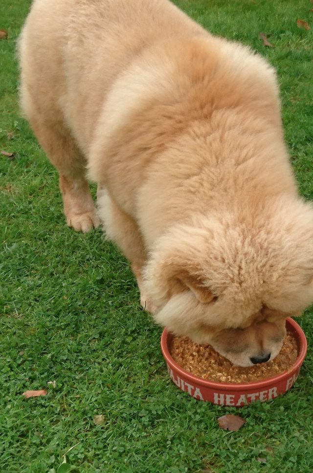 chow chow, chow chow puppy, theodore, theodorable, cinnamon chow chow, puppy, pure pet food, dehydrated food, freeze dried food, rafflecopter, competition time, free competition entry, 