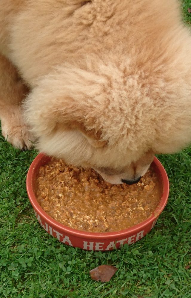 chow chow, chow chow puppy, theodore, theodorable, cinnamon chow chow, puppy, pure pet food, dehydrated food, freeze dried food, rafflecopter, competition time, free competition entry, 