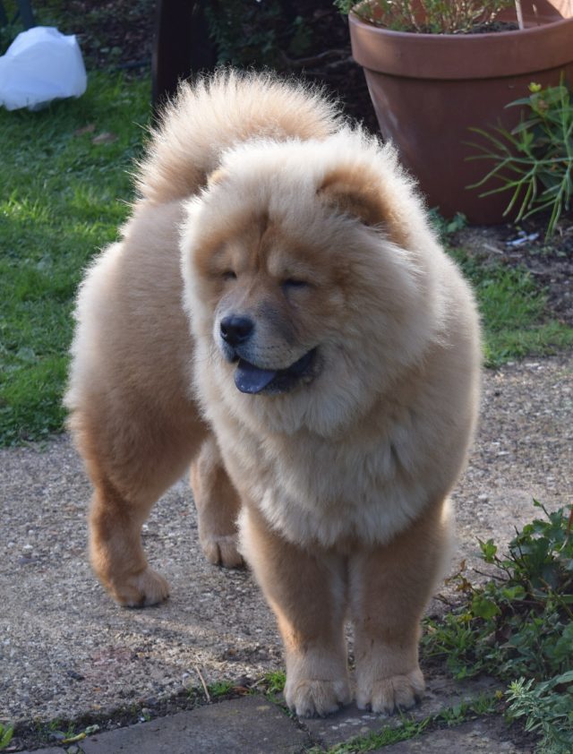 chow chow, chow chow puppy, theodore, theodorable, cinnamon chow chow, puppy, pure pet food, dehydrated food, freeze dried food, rafflecopter, competition time, free competition entry, 