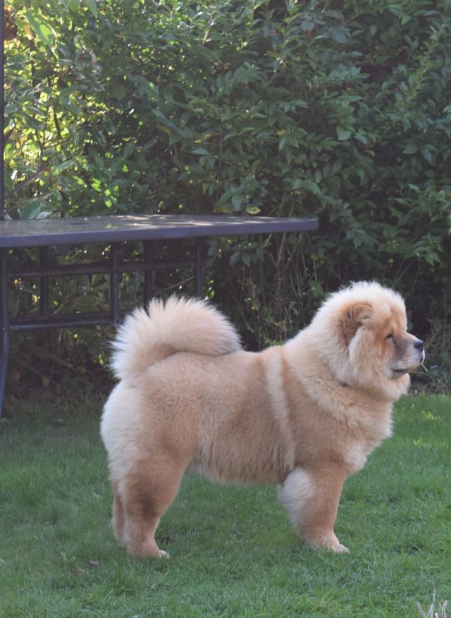 chow chow, chow chow puppy, theodore, theodorable, cinnamon chow chow, puppy, pure pet food, dehydrated food, freeze dried food, rafflecopter, competition time, free competition entry, 