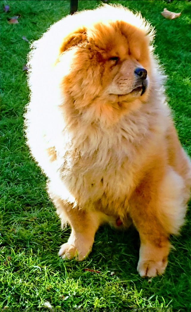 theodore the chow, chow chow, theodorable, theodore the majestic, pure pet food, raw pet food, dehydrated pet food, pure, chow dog, chow chow puppy, dog food, pure dog food, healthy dog food, raw dog food alternatives, baba boy, fur baby, chow chow owner, i love my chow