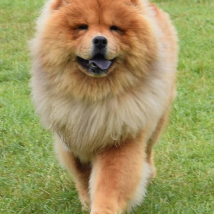 theodore the chow, chow chow, theodorable, theodore the majestic, pure pet food, raw pet food, dehydrated pet food, pure, chow dog, chow chow puppy, dog food, pure dog food, healthy dog food, raw dog food alternatives, baba boy, fur baby, chow chow owner, i love my chow