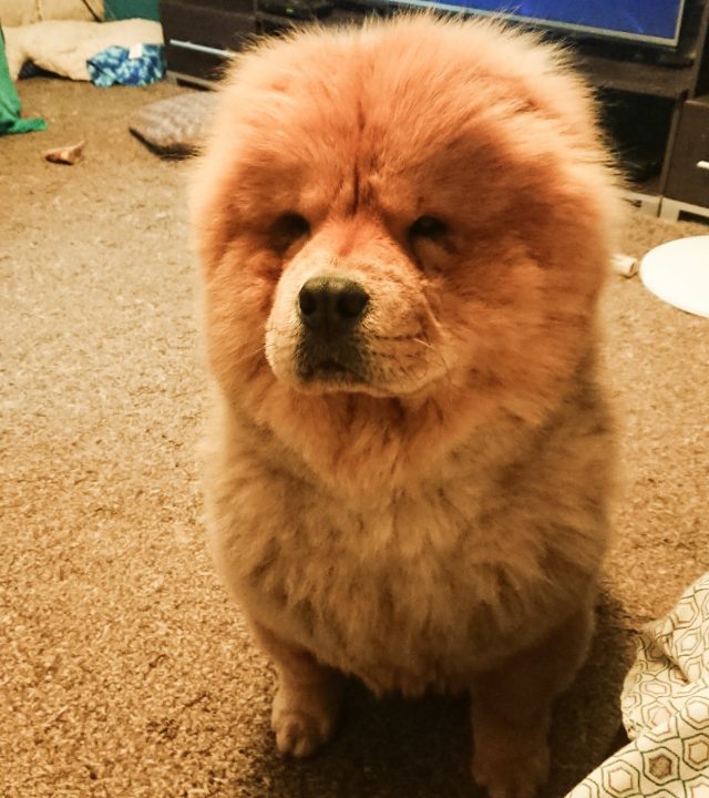 theodore the chow, chow chow, theodorable, theodore the majestic, pure pet food, raw pet food, dehydrated pet food, pure, chow dog, chow chow puppy, dog food, pure dog food, healthy dog food, raw dog food alternatives, baba boy, fur baby, chow chow owner, i love my chow