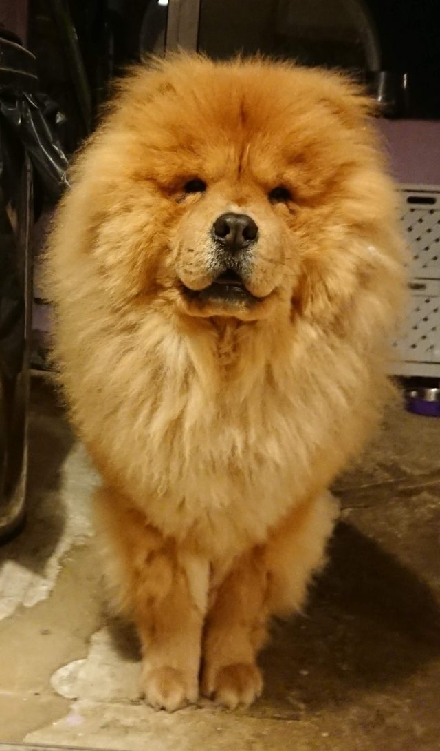 Theodore. Theodorable, Chow Chow., Chow Chows of Instagram. Chow Chow Lover, Theodore the Chow Chow., Chow Chow Baby. Chow Chow Momma., Theodorable the Chow Chow, Chows of Instagram., Its So fluffy. Little Lion Dog, Chow Chow Puppy