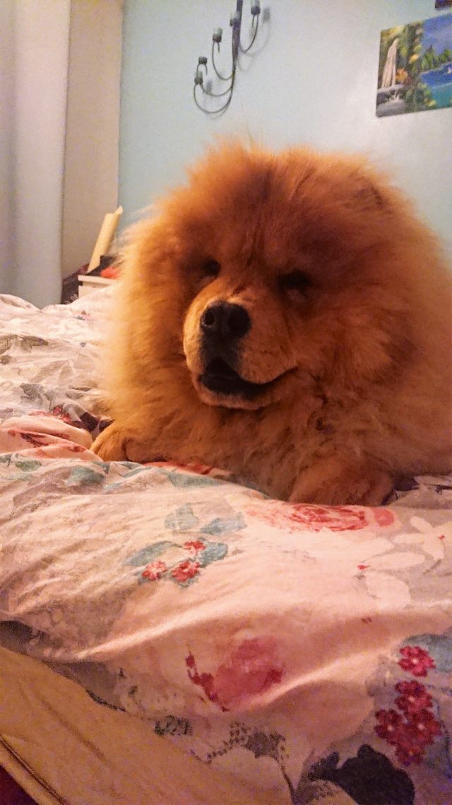 Theodore. Theodorable, Chow Chow., Chow Chows of Instagram. Chow Chow Lover, Theodore the Chow Chow., Chow Chow Baby. Chow Chow Momma., Theodorable the Chow Chow, Chows of Instagram., Its So fluffy. Little Lion Dog, Chow Chow Puppy