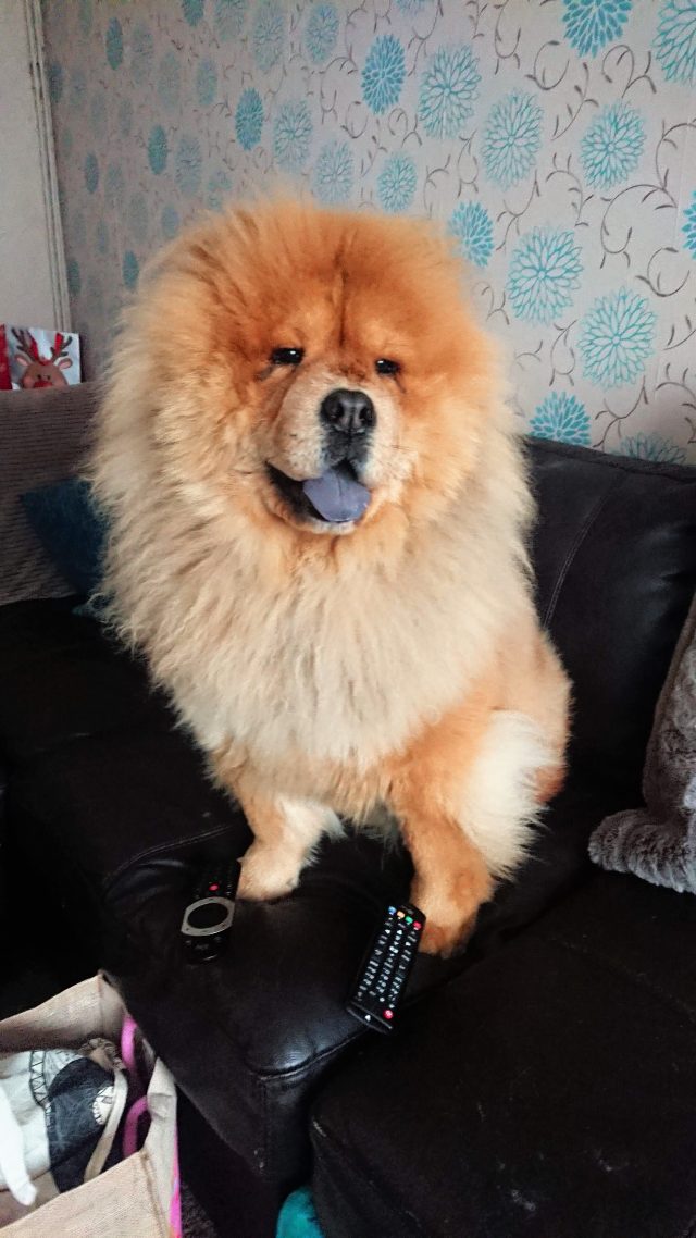 Theodore. Theodorable, Chow Chow., Chow Chows of Instagram. Chow Chow Lover, Theodore the Chow Chow., Chow Chow Baby. Chow Chow Momma., Theodorable the Chow Chow, Chows of Instagram., Its So fluffy. Little Lion Dog, Chow Chow Puppy