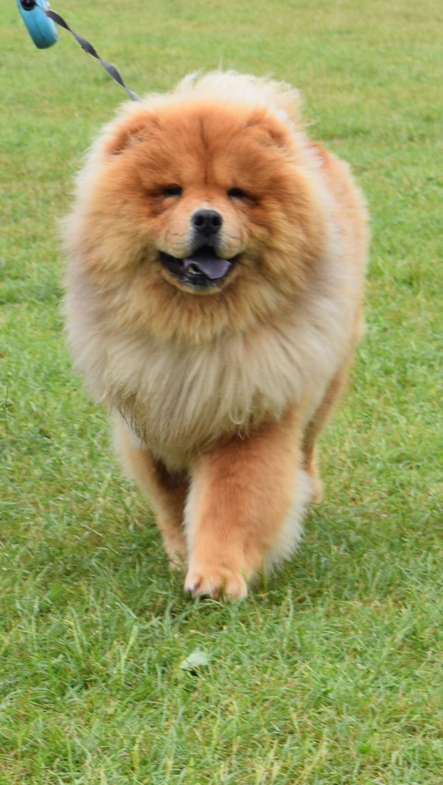 Theodore. Theodorable, Chow Chow., Chow Chows of Instagram. Chow Chow Lover, Theodore the Chow Chow., Chow Chow Baby. Chow Chow Momma., Theodorable the Chow Chow, Chows of Instagram., Its So fluffy. Little Lion Dog, Chow Chow Puppy