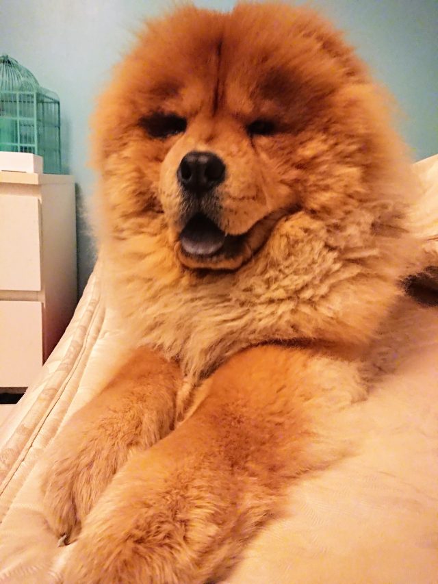 Theodore. Theodorable, Chow Chow., Chow Chows of Instagram. Chow Chow Lover, Theodore the Chow Chow., Chow Chow Baby. Chow Chow Momma., Theodorable the Chow Chow, Chows of Instagram., Its So fluffy. Little Lion Dog, Chow Chow Puppy