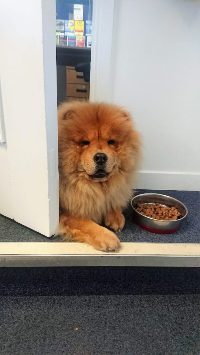 Theodore. Theodorable, Chow Chow., Chow Chows of Instagram. Chow Chow Lover, Theodore the Chow Chow., Chow Chow Baby. Chow Chow Momma., Theodorable the Chow Chow, Chows of Instagram., Its So fluffy. Little Lion Dog, Chow Chow Puppy