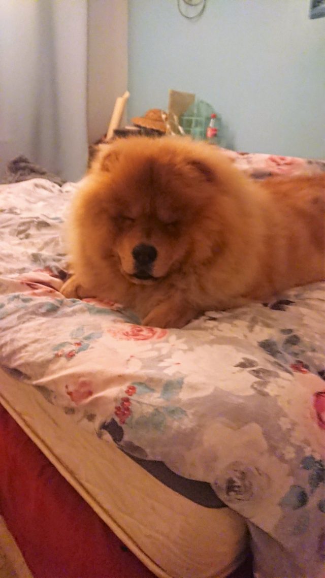 Theodore. Theodorable, Chow Chow., Chow Chows of Instagram. Chow Chow Lover, Theodore the Chow Chow., Chow Chow Baby. Chow Chow Momma., Theodorable the Chow Chow, Chows of Instagram., Its So fluffy. Little Lion Dog, Chow Chow Puppy