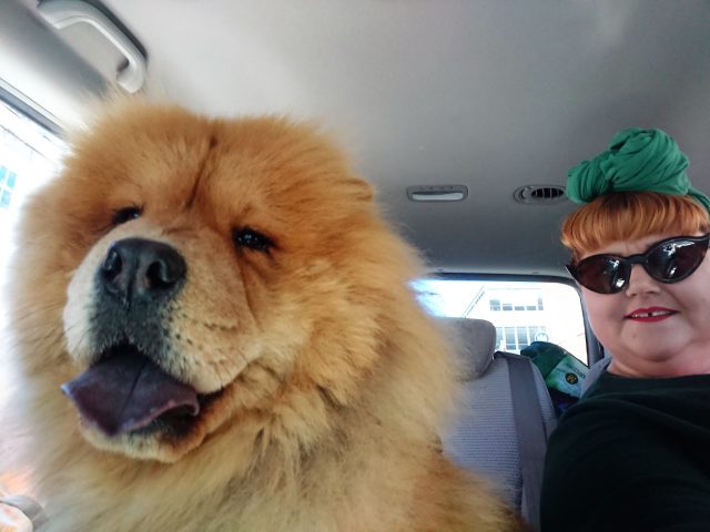 Theodore. Theodorable, Chow Chow., Chow Chows of Instagram. Chow Chow Lover, Theodore the Chow Chow., Chow Chow Baby. Chow Chow Momma., Theodorable the Chow Chow, Chows of Instagram., Its So fluffy. Little Lion Dog, Chow Chow Puppy