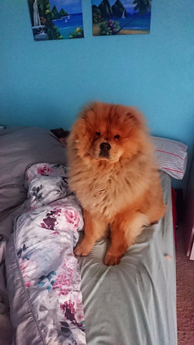 Theodore. Theodorable, Chow Chow., Chow Chows of Instagram. Chow Chow Lover, Theodore the Chow Chow., Chow Chow Baby. Chow Chow Momma., Theodorable the Chow Chow, Chows of Instagram., Its So fluffy. Little Lion Dog, Chow Chow Puppy