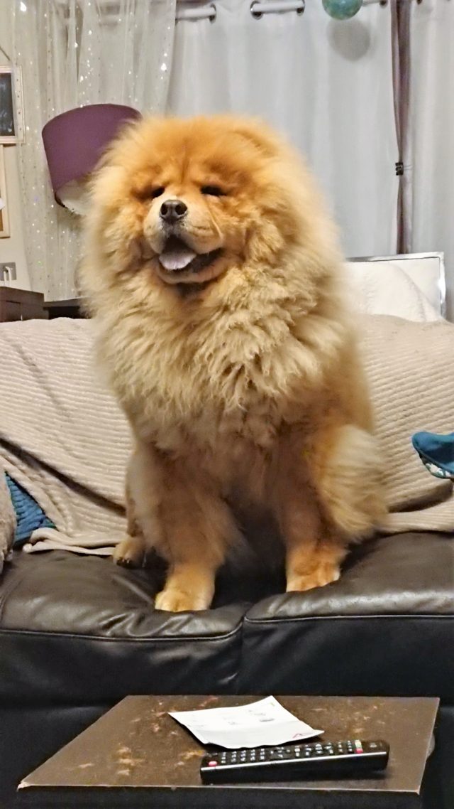 Theodore. Theodorable, Chow Chow., Chow Chows of Instagram. Chow Chow Lover, Theodore the Chow Chow., Chow Chow Baby. Chow Chow Momma., Theodorable the Chow Chow, Chows of Instagram., Its So fluffy. Little Lion Dog, Chow Chow Puppy