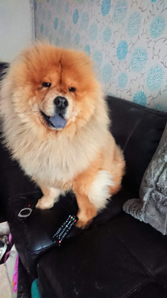 Theodore. Theodorable, Chow Chow., Chow Chows of Instagram. Chow Chow Lover, Theodore the Chow Chow., Chow Chow Baby. Chow Chow Momma., Theodorable the Chow Chow, Chows of Instagram., Its So fluffy. Little Lion Dog, Chow Chow Puppy