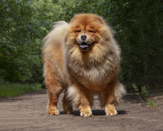 Pawtography, Adrian Buller, Professional Dog Photography, Dog Photoshoot, Theodore, Theodorable, Chow Chow, Chow Chow Lovers, Chow Chows of Instagram, Master Photographer, Dog Pawtraits, Dog Photographs, 