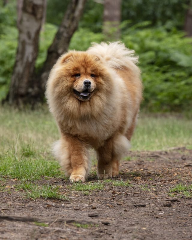 Pawtography, Adrian Buller, Professional Dog Photography, Dog Photoshoot, Theodore, Theodorable, Chow Chow, Chow Chow Lovers, Chow Chows of Instagram, Master Photographer, Dog Pawtraits, Dog Photographs, 