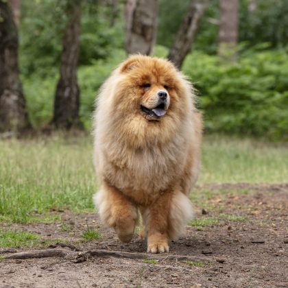 Pawtography, Adrian Buller, Professional Dog Photography, Dog Photoshoot, Theodore, Theodorable, Chow Chow, Chow Chow Lovers, Chow Chows of Instagram, Master Photographer, Dog Pawtraits, Dog Photographs,