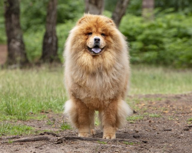 Pawtography, Adrian Buller, Professional Dog Photography, Dog Photoshoot, Theodore, Theodorable, Chow Chow, Chow Chow Lovers, Chow Chows of Instagram, Master Photographer, Dog Pawtraits, Dog Photographs, 