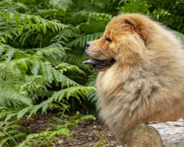 Pawtography, Adrian Buller, Professional Dog Photography, Dog Photoshoot, Theodore, Theodorable, Chow Chow, Chow Chow Lovers, Chow Chows of Instagram, Master Photographer, Dog Pawtraits, Dog Photographs, 