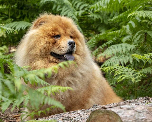 Pawtography, Adrian Buller, Professional Dog Photography, Dog Photoshoot, Theodore, Theodorable, Chow Chow, Chow Chow Lovers, Chow Chows of Instagram, Master Photographer, Dog Pawtraits, Dog Photographs, 