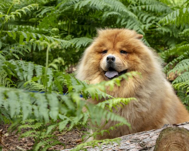 Pawtography, Adrian Buller, Professional Dog Photography, Dog Photoshoot, Theodore, Theodorable, Chow Chow, Chow Chow Lovers, Chow Chows of Instagram, Master Photographer, Dog Pawtraits, Dog Photographs,