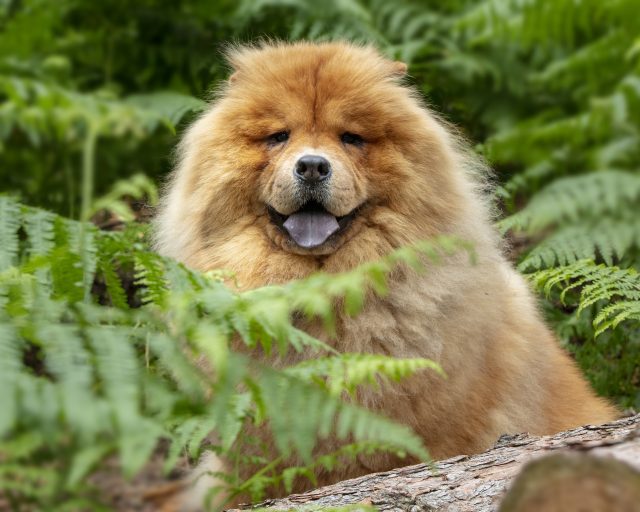 Pawtography, Adrian Buller, Professional Dog Photography, Dog Photoshoot, Theodore, Theodorable, Chow Chow, Chow Chow Lovers, Chow Chows of Instagram, Master Photographer, Dog Pawtraits, Dog Photographs, 