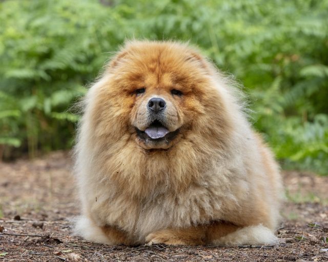 Pawtography, Adrian Buller, Professional Dog Photography, Dog Photoshoot, Theodore, Theodorable, Chow Chow, Chow Chow Lovers, Chow Chows of Instagram, Master Photographer, Dog Pawtraits, Dog Photographs, 