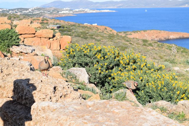 Sounion, Temple of Poseidon, Cape Sounion, Sounio, Greece, Temples, Greek Temples, Athens, Day Trip, European Holidays, European City Breaks, European Short Breaks, Short Breaks, City Breaks, 