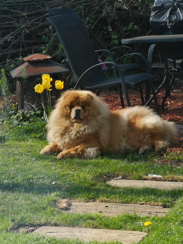 Pawtography, Adrian Buller, Professional Dog Photography, Dog Photoshoot, Theodore, Theodorable, Chow Chow, Chow Chow Lovers, Chow Chows of Instagram, Master Photographer, Dog Pawtraits, Dog Photographs, 