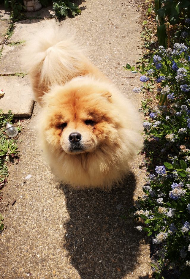 Pawtography, Adrian Buller, Professional Dog Photography, Dog Photoshoot, Theodore, Theodorable, Chow Chow, Chow Chow Lovers, Chow Chows of Instagram, Master Photographer, Dog Pawtraits, Dog Photographs, 