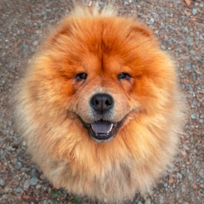 Pawtography, Adrian Buller, Professional Dog Photography, Dog Photoshoot, Theodore, Theodorable, Chow Chow, Chow Chow Lovers, Chow Chows of Instagram, Master Photographer, Dog Pawtraits, Dog Photographs,