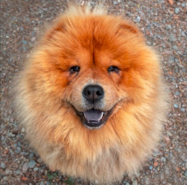 Pawtography, Adrian Buller, Professional Dog Photography, Dog Photoshoot, Theodore, Theodorable, Chow Chow, Chow Chow Lovers, Chow Chows of Instagram, Master Photographer, Dog Pawtraits, Dog Photographs, 